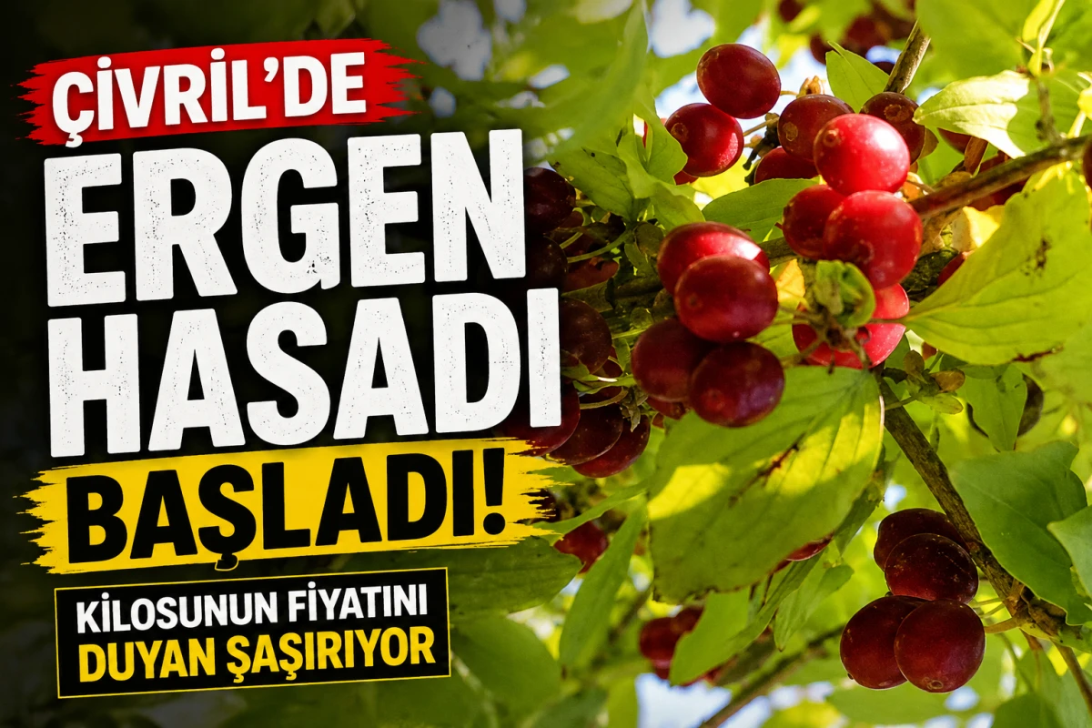     &Ccedil;ivril&rsquo;de Ergen Hasadı Başladı! Kilosunun Fiyatını Duyan Şaşırıyor