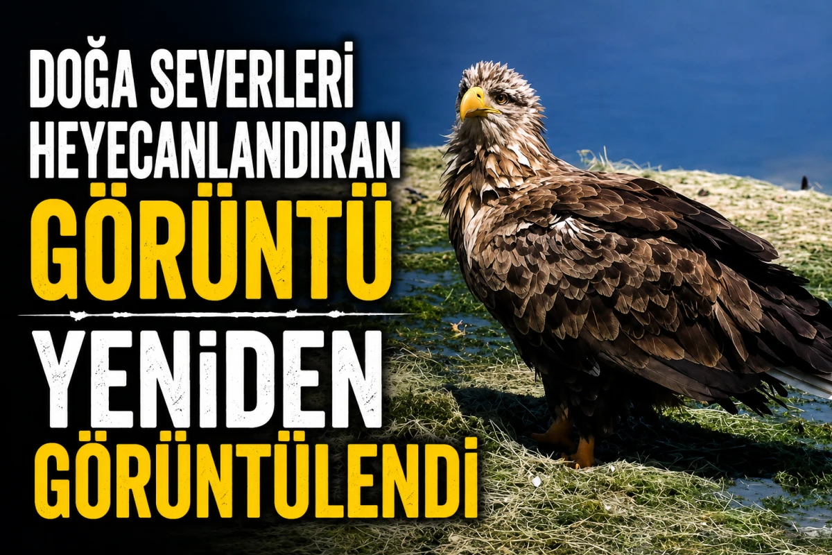 Denizli'de Ak Kuyruklu Kartal g&ouml;r&uuml;nt&uuml;lendi