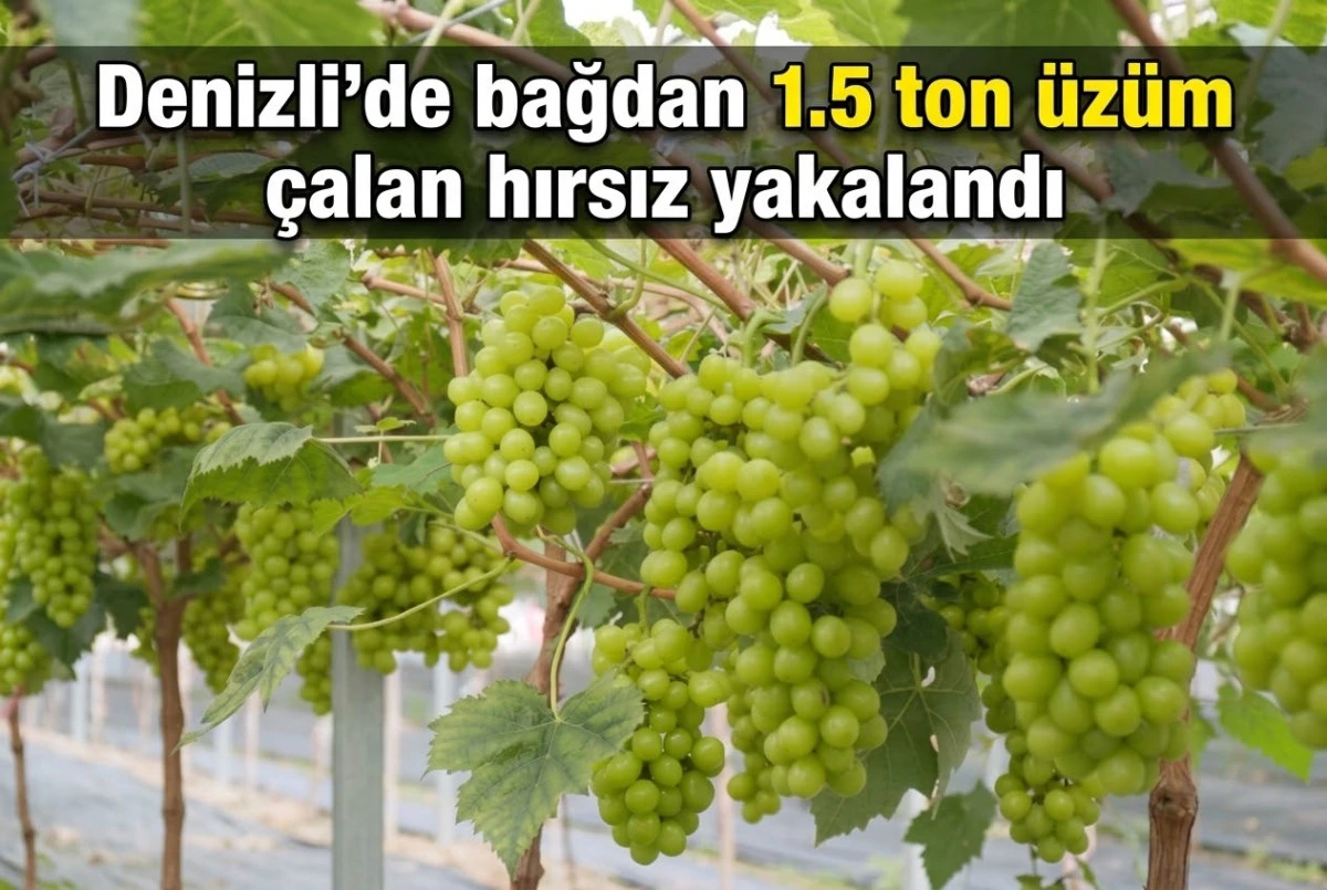 Denizli'de bağdan 1.5 ton &uuml;z&uuml;m &ccedil;alan hırsız yakalandı