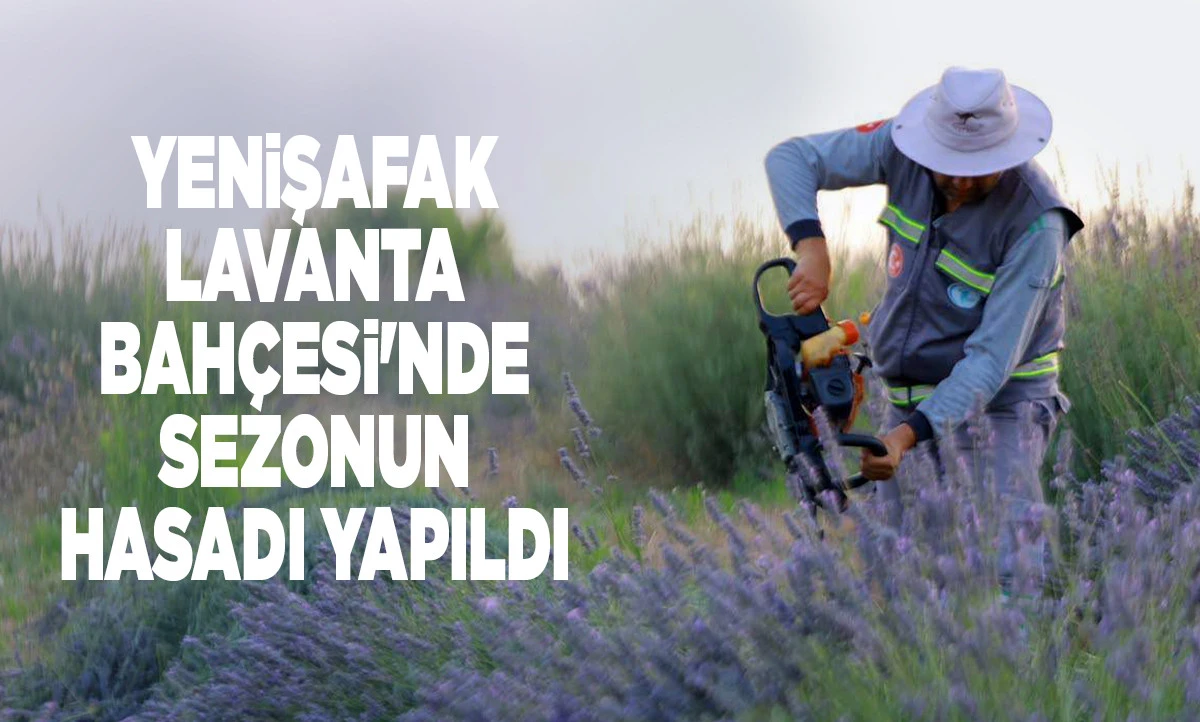 Merkezefendi'de Lavanta Hasadı Tamamlandı: Yağ Yapılacak